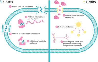 The Demand for New Antibiotics: Antimicrobial Peptides, Nanoparticles, and Combinatorial Therapies as Future Strategies in Antibacterial Agent Design